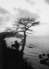 A gnarled tree overlooks the sea