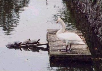 4 Turtles walking in a crocodile and a swan