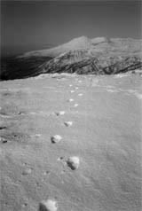 Lonesome tracks